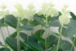 Букет эвкалипта зеленый, 52 см